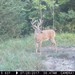 Hanke's Hunts Kansas Game Camera Photo