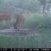 Hanke's Hunts Kansas Game Camera Photo