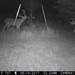 Hanke's Hunts Kansas Game Camera Photo