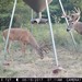 Hanke's Hunts Kansas Game Camera Photo