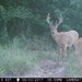 Hanke's Hunts Kansas Game Camera Photo