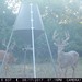 Hanke's Hunts Kansas Game Camera Photo