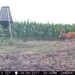 Hanke's Hunts Kansas Game Camera Photo