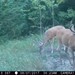 Hanke's Hunts Kansas Game Camera Photo