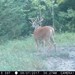 Hanke's Hunts Kansas Game Camera Photo