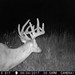 Hanke's Hunts Kansas Game Camera Photo