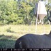 Hanke's Hunts Kansas Game Camera Photo