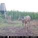 Hanke's Hunts Kansas Game Camera Photo