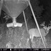 Hanke's Hunts Kansas Game Camera Photo