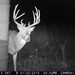 Hanke's Hunts Kansas Game Camera Photo