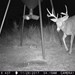 Hanke's Hunts Kansas Game Camera Photo