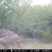 Hanke's Hunts Kansas Game Camera Photo