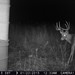 Hanke's Hunts Kansas Game Camera Photo