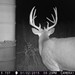 Hanke's Hunts Kansas Game Camera Photo