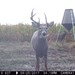 Hanke's Hunts Kansas Game Camera Photo
