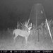 Hanke's Hunts Kansas Game Camera Photo