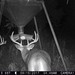 Hanke's Hunts Kansas Game Camera Photo