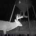 Hanke's Hunts Kansas Game Camera Photo