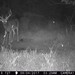 Hanke's Hunts Kansas Game Camera Photo