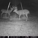 Hanke's Hunts Kansas Game Camera Photo