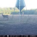 Hanke's Hunts Kansas Game Camera Photo