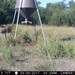 Hanke's Hunts Kansas Game Camera Photo