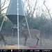 Hanke's Hunts Kansas Game Camera Photo