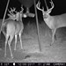 Hanke's Hunts Kansas Game Camera Photo