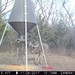 Hanke's Hunts Kansas Game Camera Photo