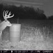 Hanke's Hunts Kansas Game Camera Photo