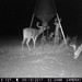 Hanke's Hunts Kansas Game Camera Photo