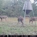 Hanke's Hunts Kansas Game Camera Photo