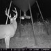 Hanke's Hunts Kansas Game Camera Photo
