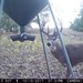 Hanke's Hunts Kansas Game Camera Photo