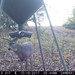 Hanke's Hunts Kansas Game Camera Photo