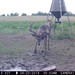Hanke's Hunts Kansas Game Camera Photo