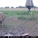 Hanke's Hunts Kansas Game Camera Photo