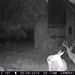 Hanke's Hunts Kansas Game Camera Photo