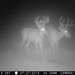 Hanke's Hunts Kansas Game Camera Photo