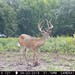 Hanke's Hunts Kansas Game Camera Photo