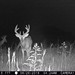 Hanke's Hunts Kansas Game Camera Photo