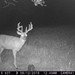 Hanke's Hunts Kansas Game Camera Photo