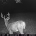 Hanke's Hunts Kansas Game Camera Photo