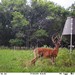 Hanke's Hunts Kansas Game Camera Photo