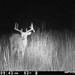 Hanke's Hunts Kansas Game Camera Photo