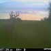 Hanke's Hunts Kansas Game Camera Photo