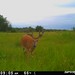 Hanke's Hunts Kansas Game Camera Photo