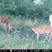 Hanke's Hunts Kansas Game Camera Photo