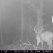 Hanke's Hunts Kansas Game Camera Photo
