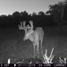 Hanke's Hunts Kansas Game Camera Photo